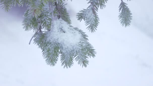 Árboles cubiertos de nieve — Vídeo de stock