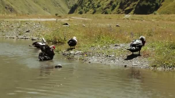 Дикие утки в пруду — стоковое видео