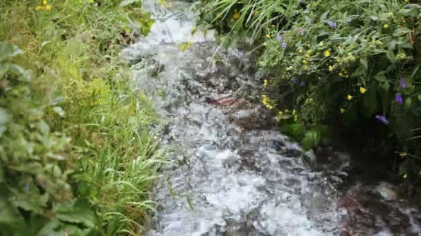 Bergbeek in Georgië — Stockvideo