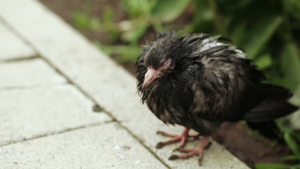 アスファルトの上の濡れた鳩 — ストック動画
