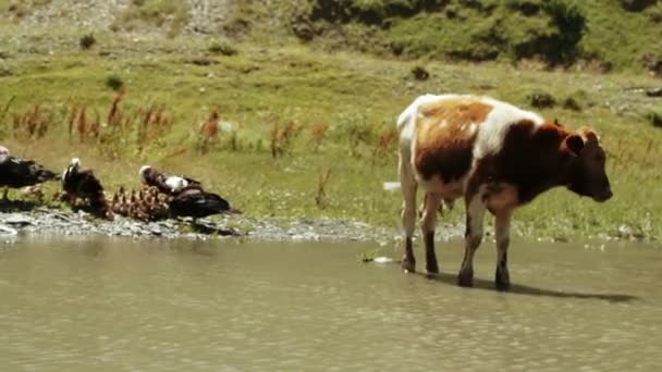 Wild ducks and cows in pond — Stock Video