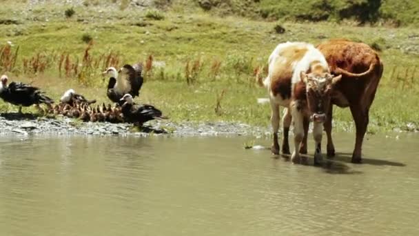 Patos salvajes y vacas en el estanque — Vídeo de stock