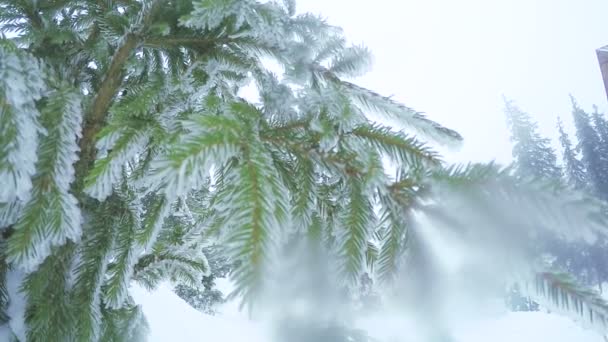 Snow covered trees — Stock Video