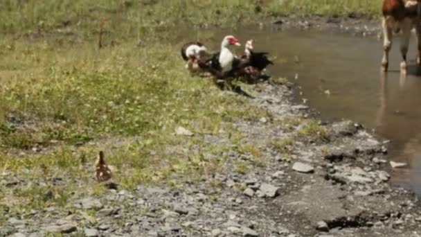 Wilde eenden en koeien in de vijver — Stockvideo