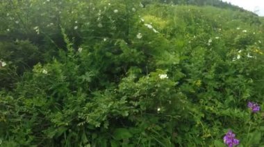 Çiçekli çalılar yabani gül