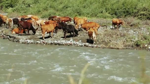 Коровы на диком берегу реки — стоковое видео