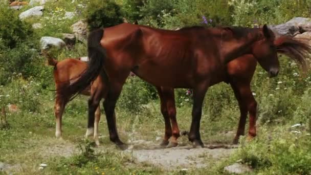 Familj av hästar på natur — Stockvideo