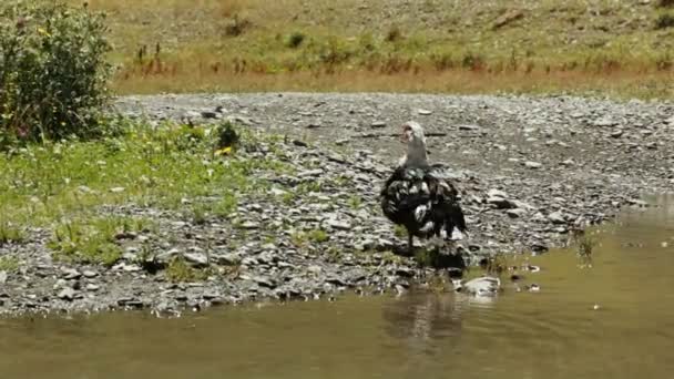 Dzikie kaczki w stawie — Wideo stockowe