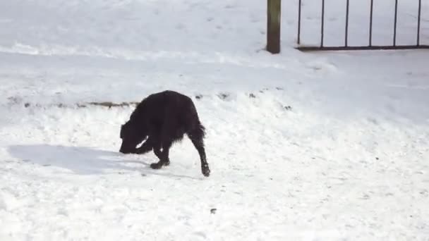 Herrelösa hundar i snö — Stockvideo