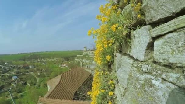 Flores na parede de pedra — Vídeo de Stock