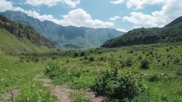 Montón de mierda de vaca en la naturaleza — Vídeos de Stock