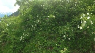 Çiçekli çalılar yabani gül