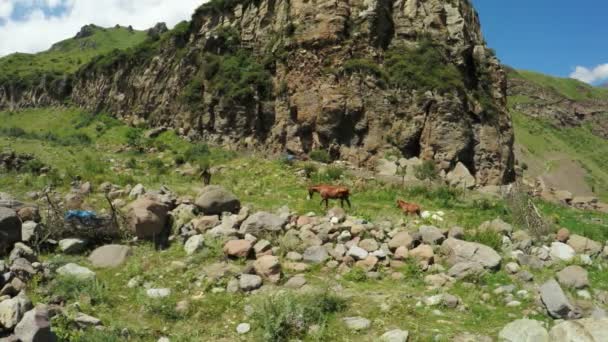 Familia de caballos en la naturaleza — Vídeo de stock