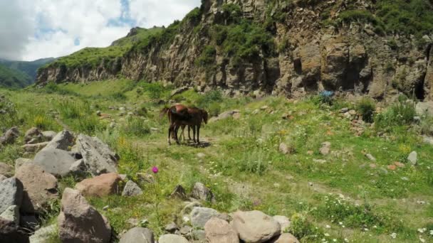 Famille de chevaux sur la nature 