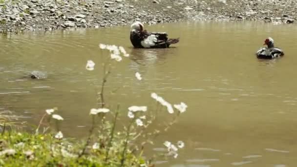 Patos salvajes en estanque — Vídeos de Stock