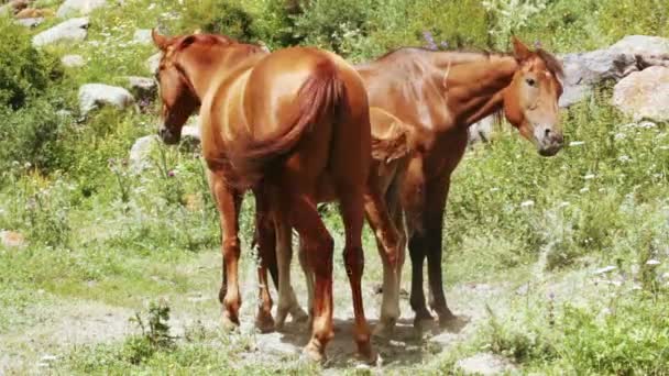 Famille de chevaux sur la nature 