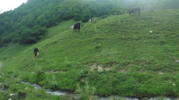 Kuh in den Bergen Sommer — Stockvideo