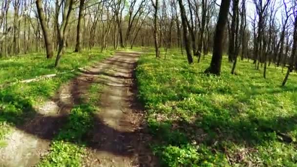 숲 봄도로 — 비디오