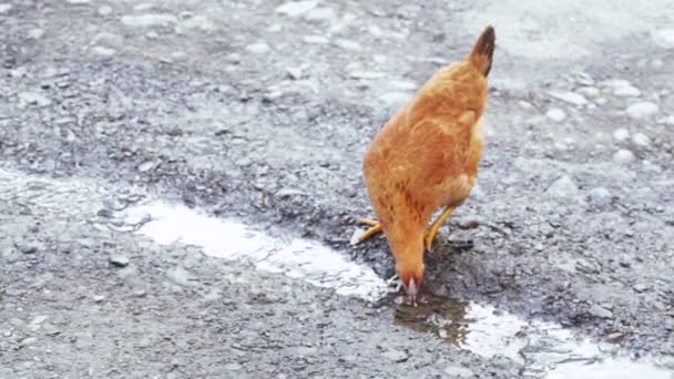 Курица пьет воду — стоковое видео