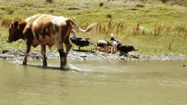 Wildenten und Kühe im Teich — Stockvideo