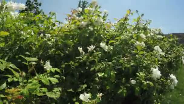 Jardín de flores en parque de la ciudad — Vídeos de Stock