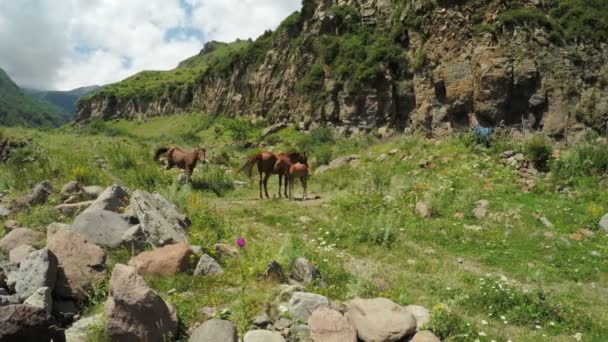 Родина коней на природі — стокове відео