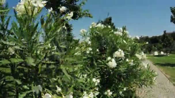 Grădină de flori în parc oraș — Videoclip de stoc