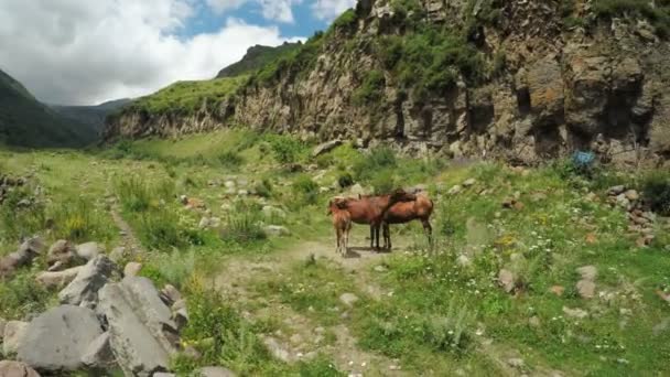 Família de cavalos na natureza — Vídeo de Stock