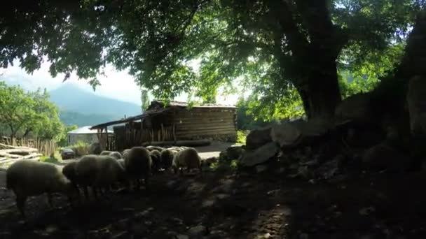 Стадо овец в горах — стоковое видео