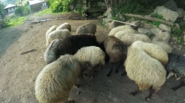 dağlarda koyun sürüsü