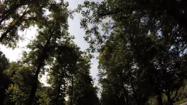 allée dans le parc de la ville 