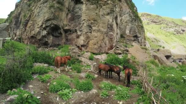 Familj av hästar på natur — Stockvideo