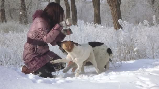 Girl with dogs in forest — Stock Video