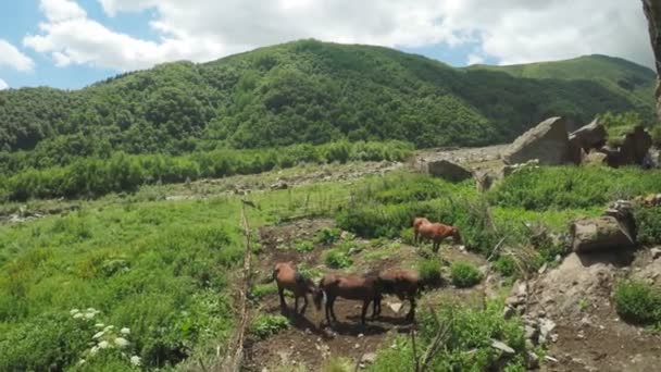 Famille de chevaux sur la nature 