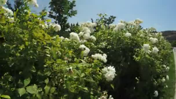 Flower Garden in stadspark — Stockvideo