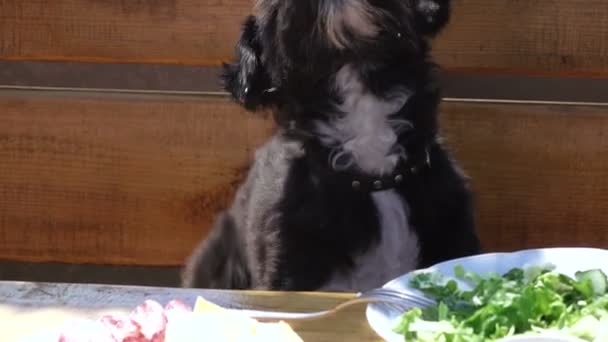 Собака за столом — стоковое видео