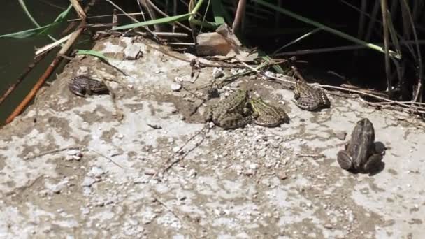 해 안에 강 개구리 — 비디오