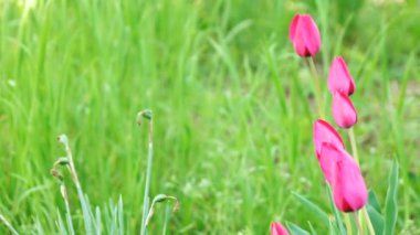 Kırmızı çiçekler laleler