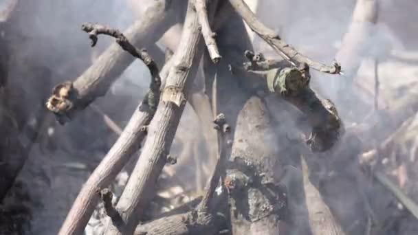 Branden van brandhout zomer — Stockvideo