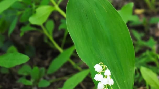 White Lily of valley — Stock Video