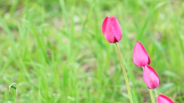 Květy červené tulipány — Stock video