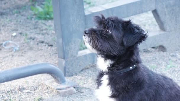 Stray comida cão perguntando — Vídeo de Stock