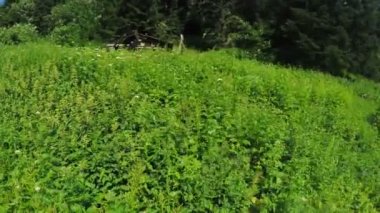 Bush forester, ahşap ev