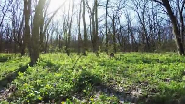 Весна ліс природи — стокове відео