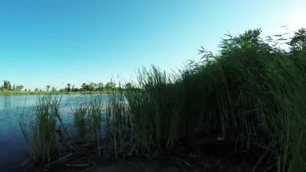 Praia do rio na natureza — Vídeo de Stock