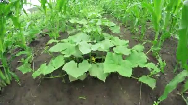 Courgettes entre o milho — Vídeo de Stock