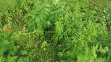 Alpine meadows yolundaki