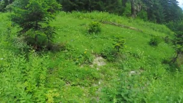 Calea pe pajiști alpine — Videoclip de stoc