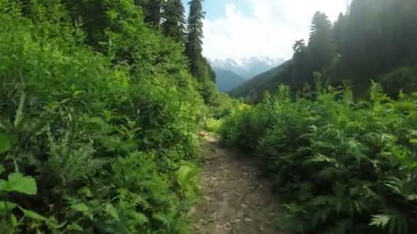 Ścieżka w alpejskich łąk — Wideo stockowe