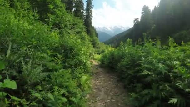 Chemin dans les prairies alpines — Video